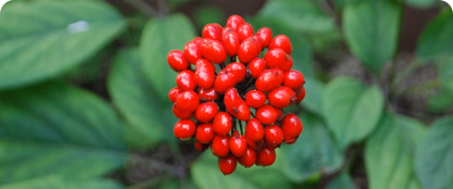 Ginseng