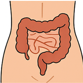 Gut
