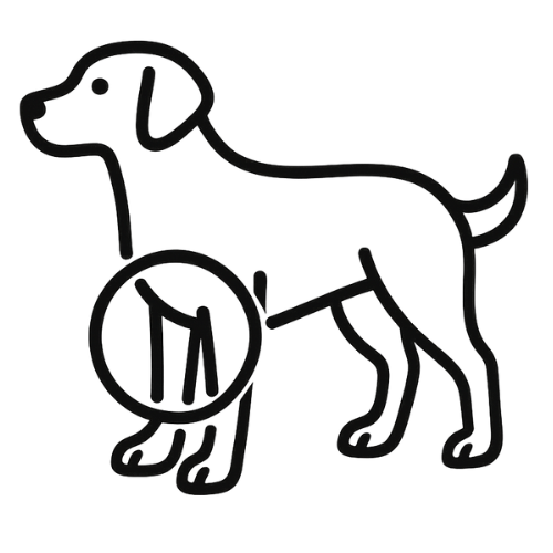 Vorderbeine