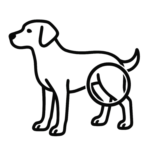 Hüfte