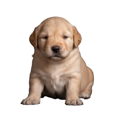 Puppy
