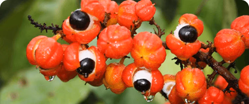 Guarana