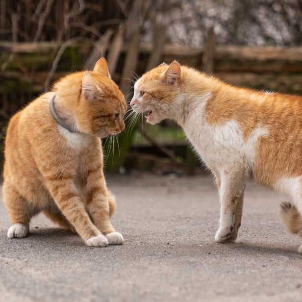 One cat is constantly bullying or chasing the other