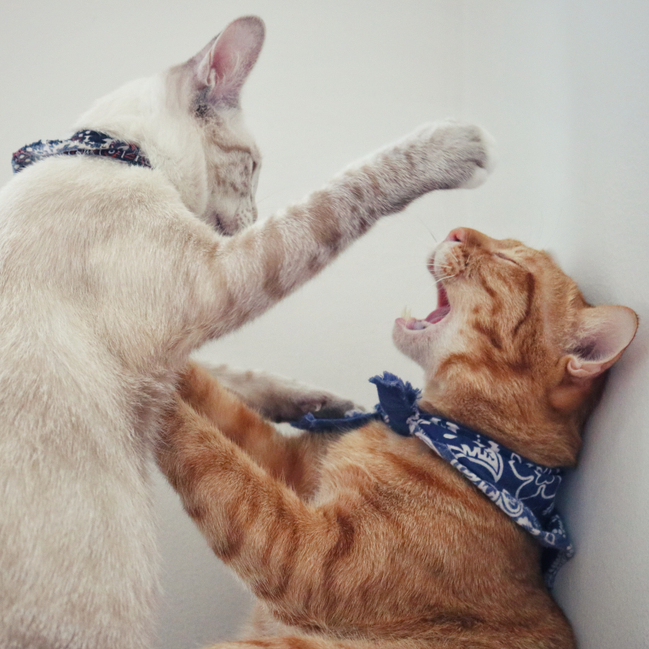 They are both getting at each other