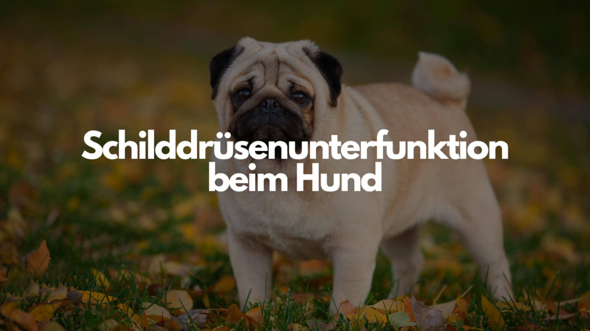 Mein Bild