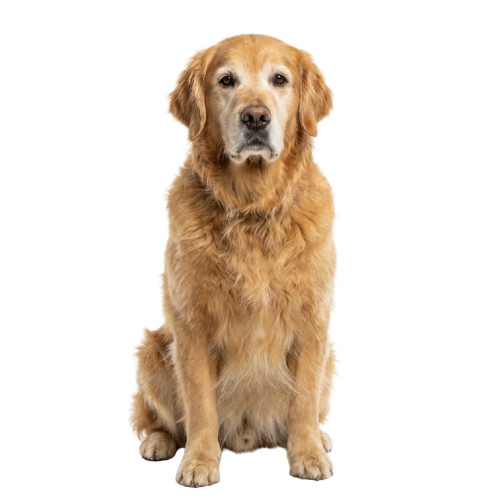 Adult (5–8 years)