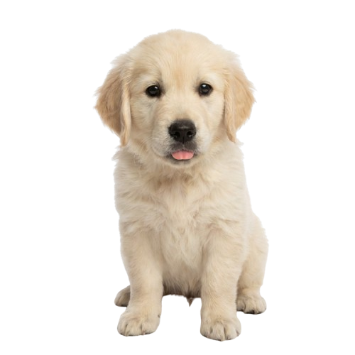 Puppy (under 2 years)