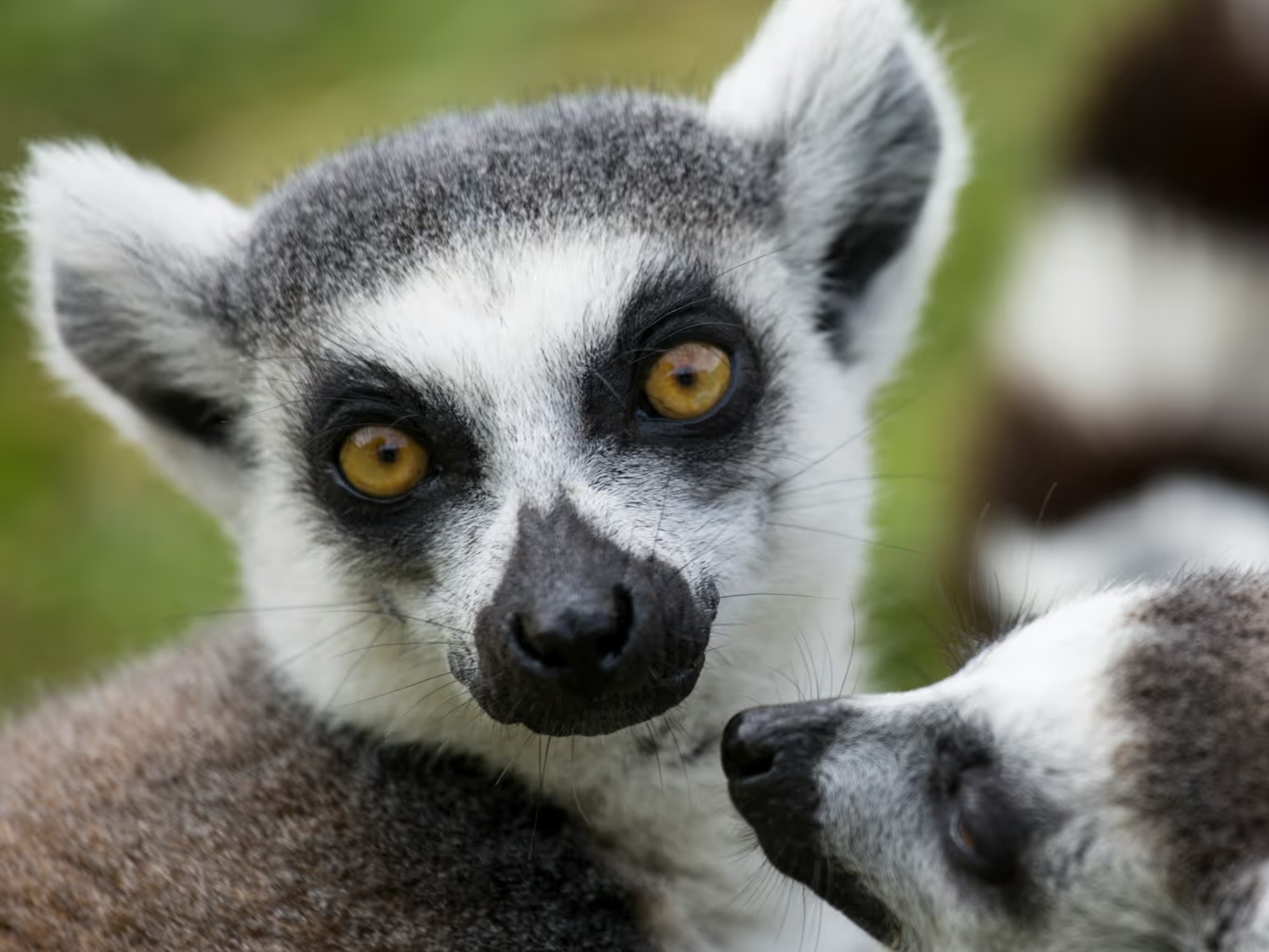 Madagaskar
