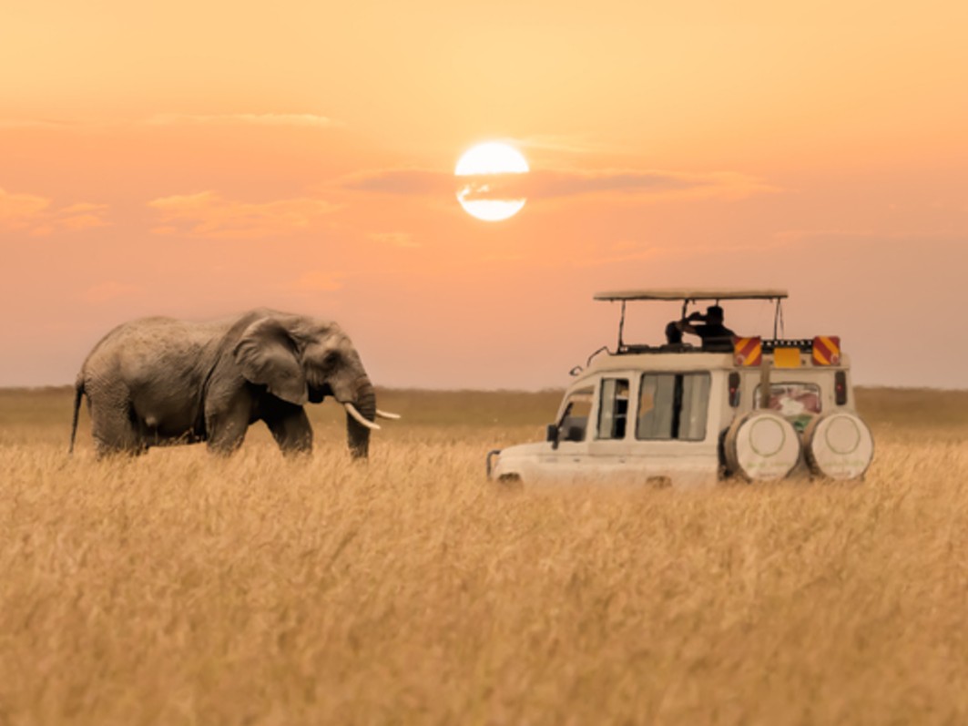Safari Erlebnisse