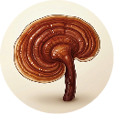 carvacrol